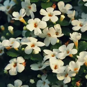 Bacopa monnieri botanical herb
