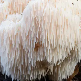 Lions Mane mushroom growing in nature